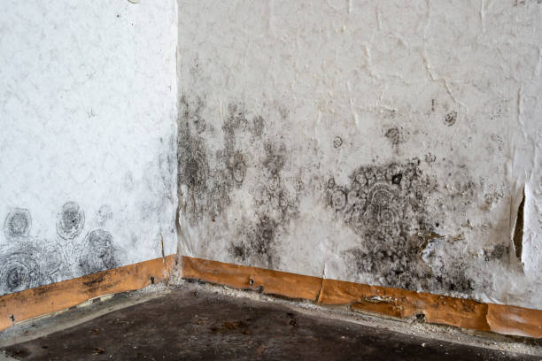 Best Ceiling water damage repair  in Rosemount, MN